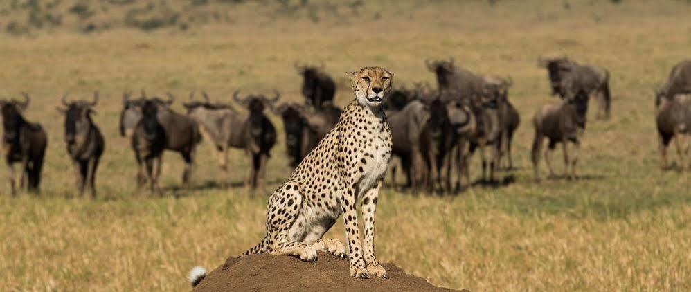 Mahali Mzuri Hotel Масай Мара Екстериор снимка