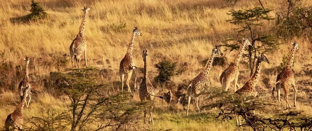 Mahali Mzuri Hotel Масай Мара Екстериор снимка